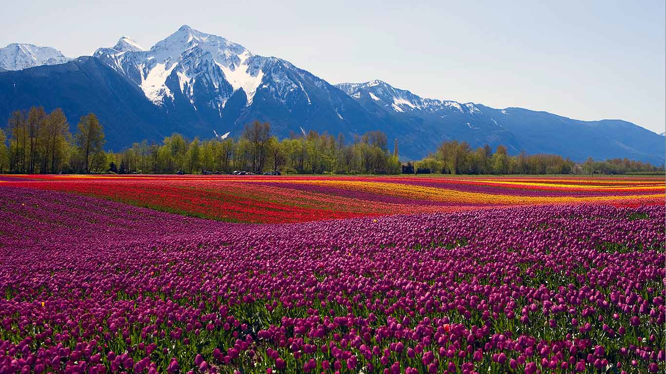 Tulips Undulating Fields Of Colorful With
