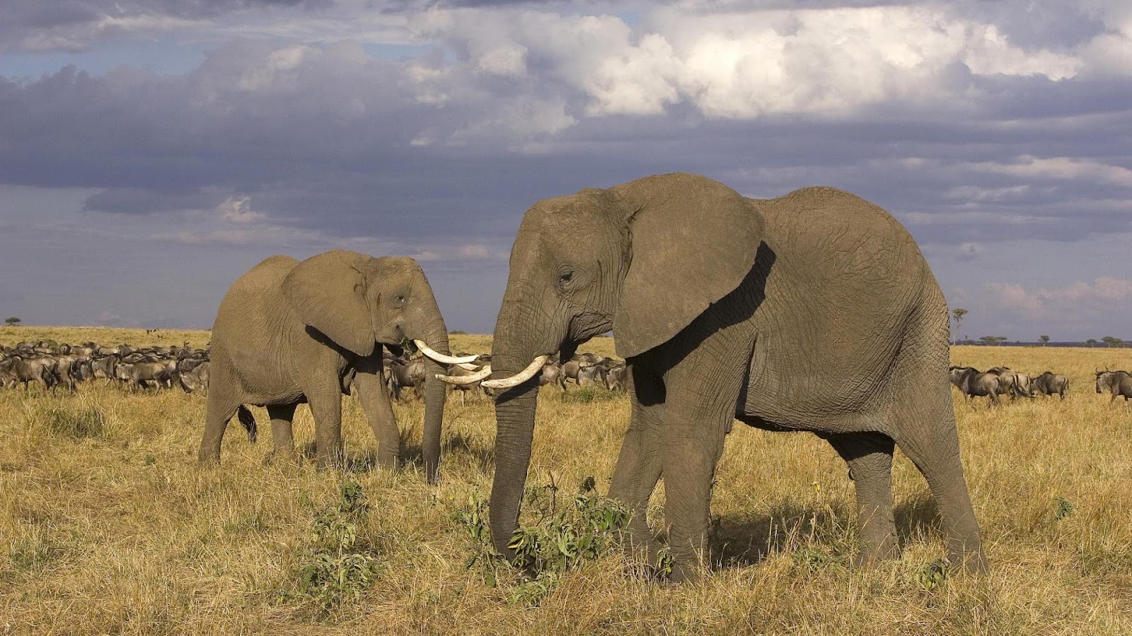 HD African Elephants Wallpaper With Two Big