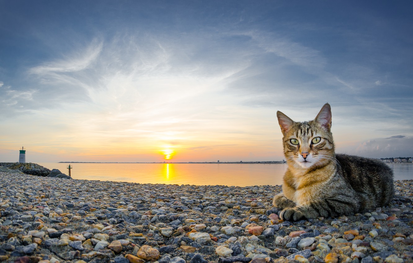Wallpaper Cat The Sky Water Sun Landscape Sunset