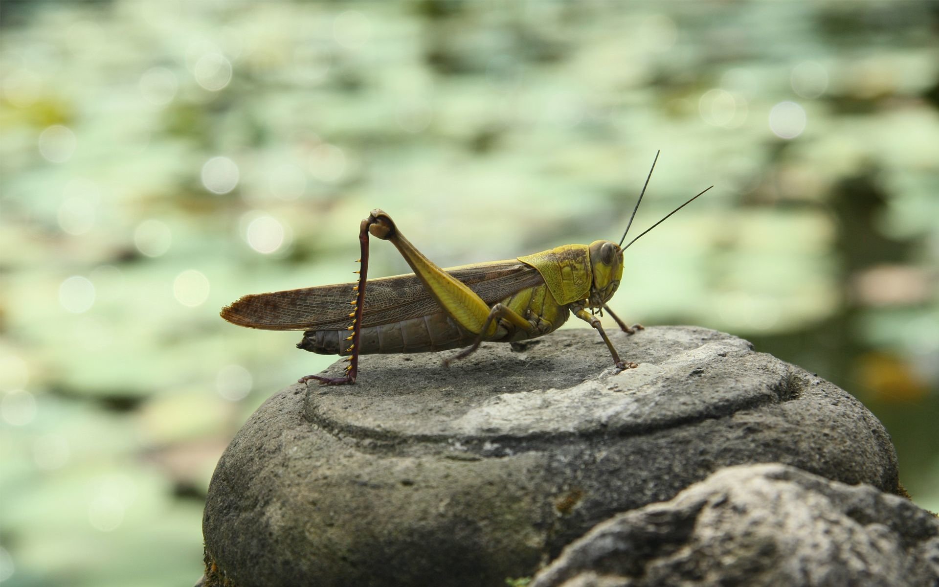 Grasshopper Full HD Wallpaper And Background