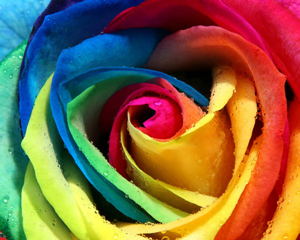 Rmation On Colorful Rose