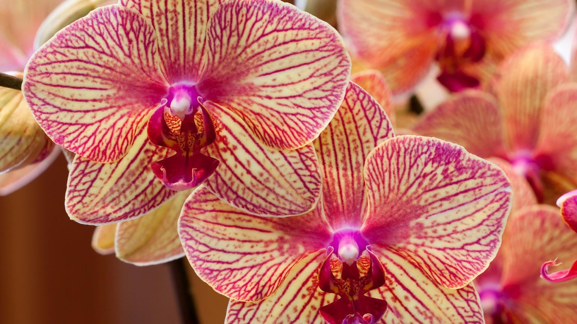 Orchids Wallpaper HD