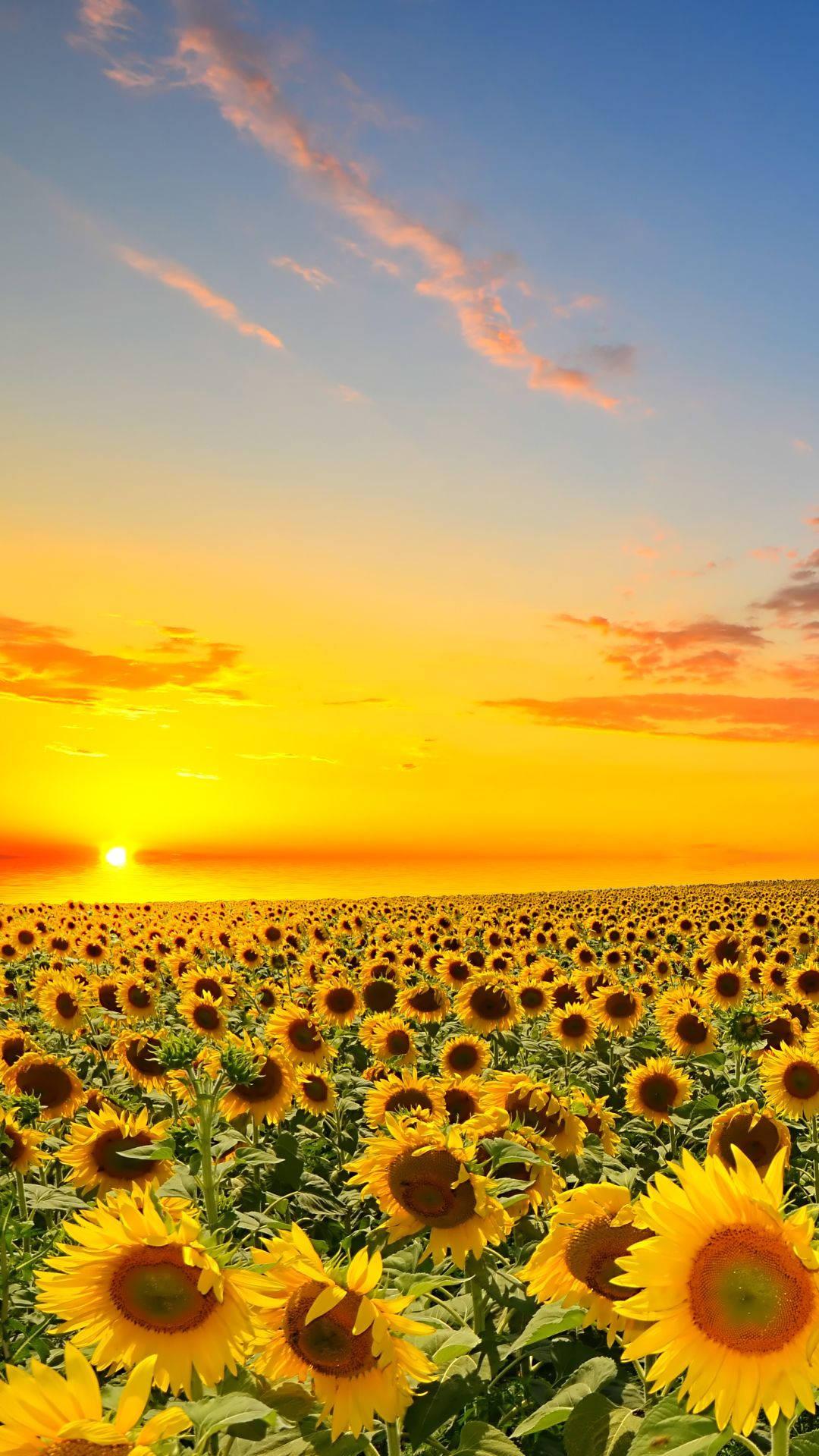 Rising Sun Over Sunflowers iPhone Wallpaper