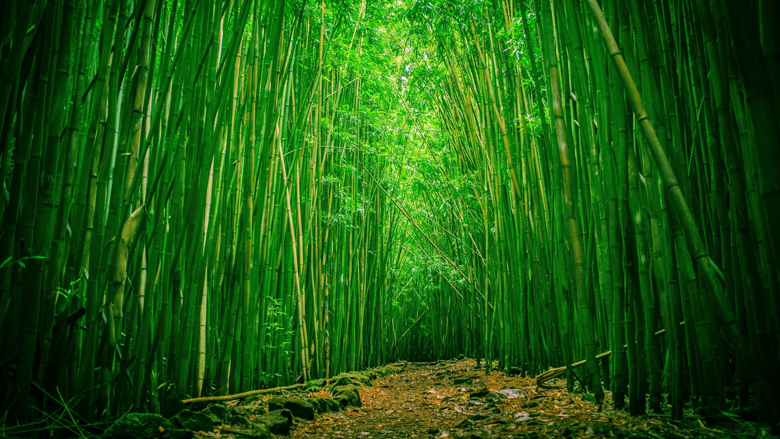 Green Bamboo Forest Cool Wallpaper