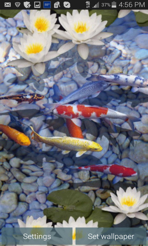 Download Fish Swim in FreshWater 3D Live Wallpaper for your 480x800