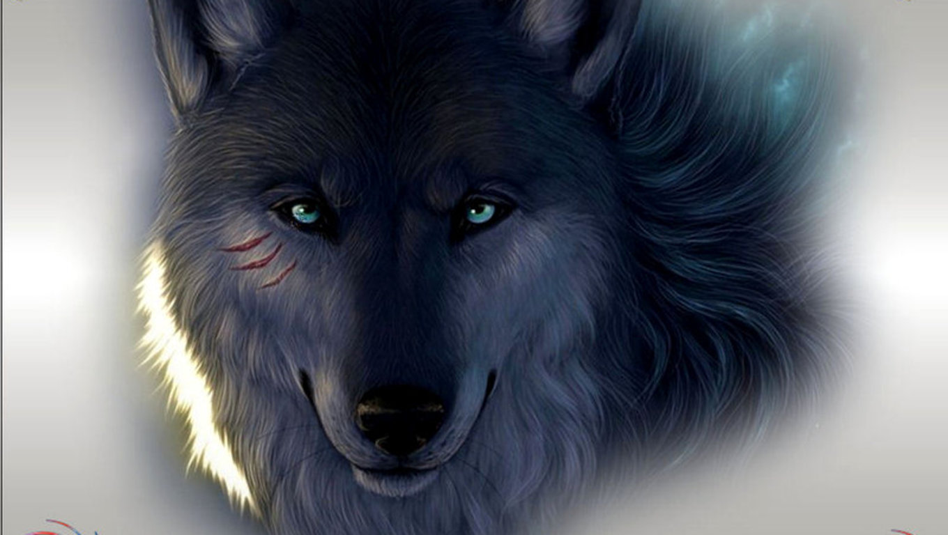 Black Wolf Wallpaper HD In Animals Imageci