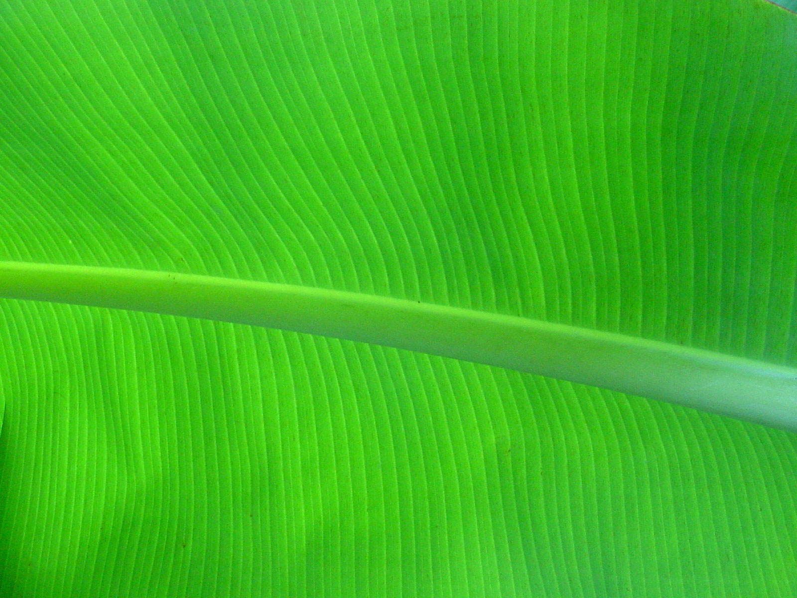 Palm Leaf Wallpaper Banana palm leaf by sassenach