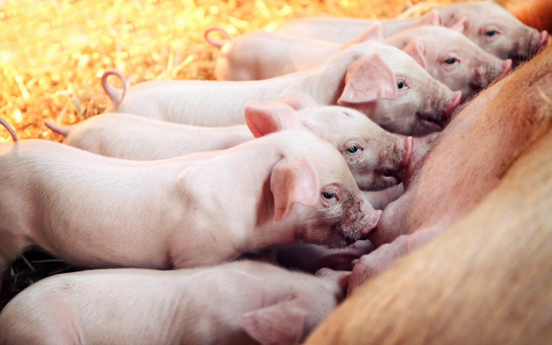 Baby Pig Wallpaper
