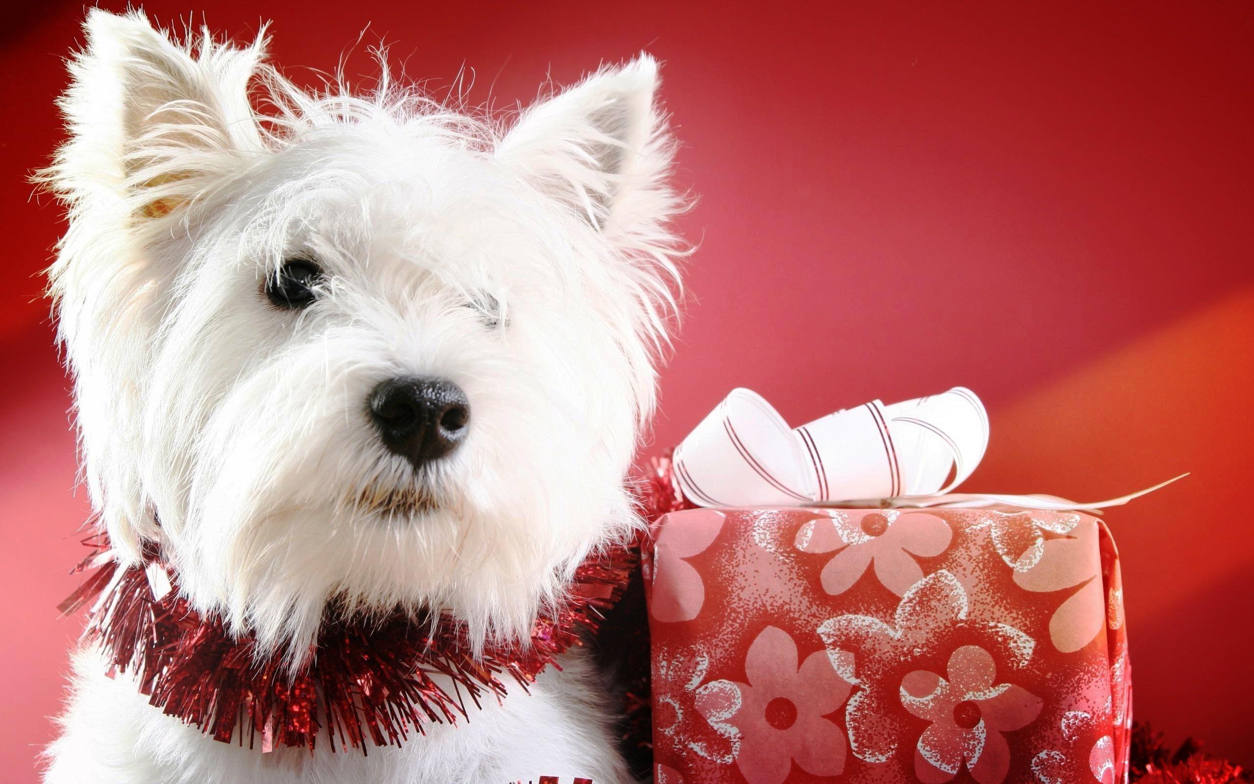 Cute Christmas Puppies Wallpaper Desktop I HD Image