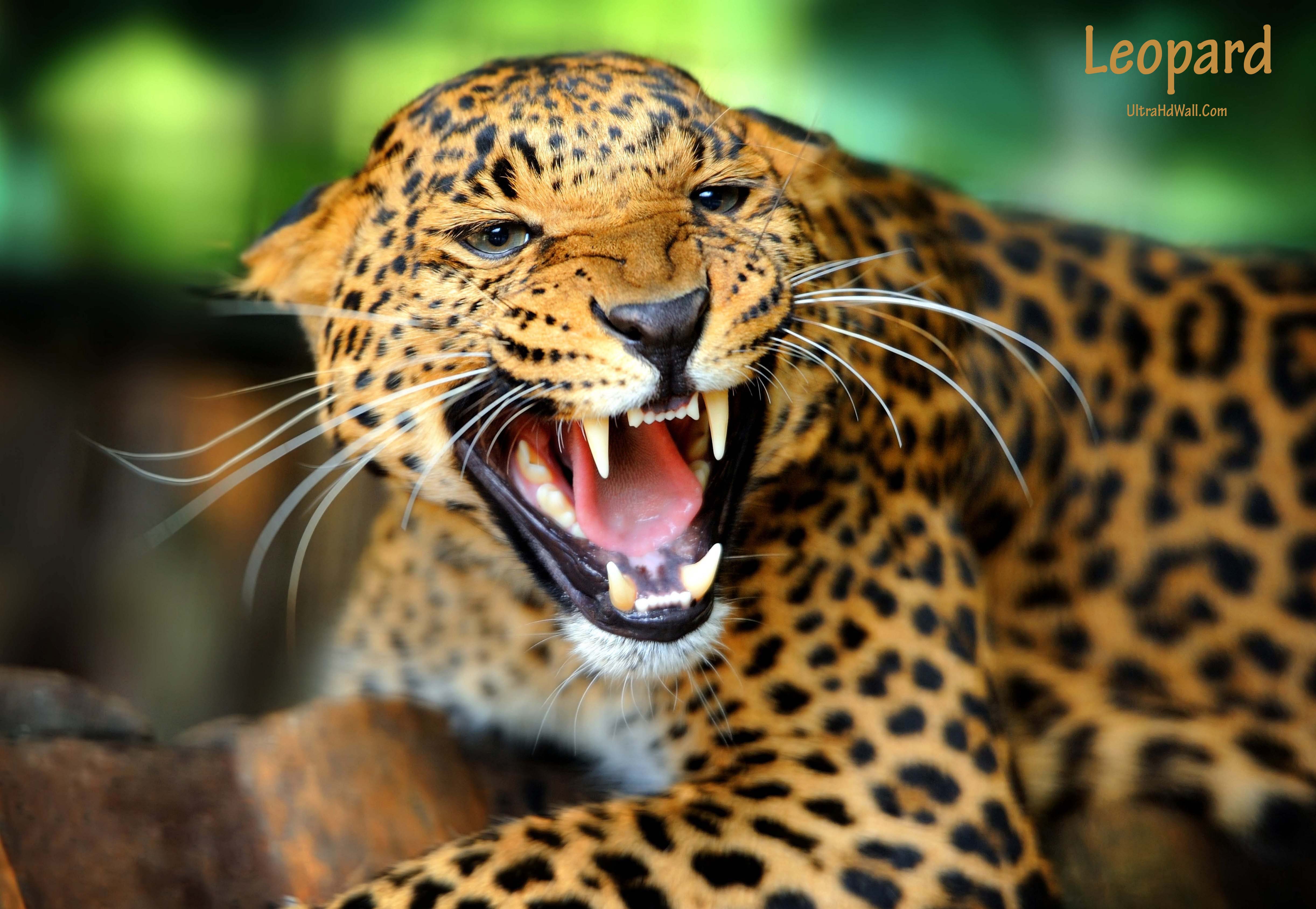 Leopard Wallpaper Ultra Hd Widescreen higher resolution Animal