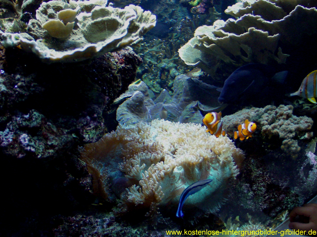 40 Aquarium Bilder Kostenlos Besten Bilder Von Ausmalbilder