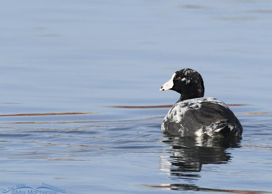 Leucistic American Coot Photos On The Wing Photography
