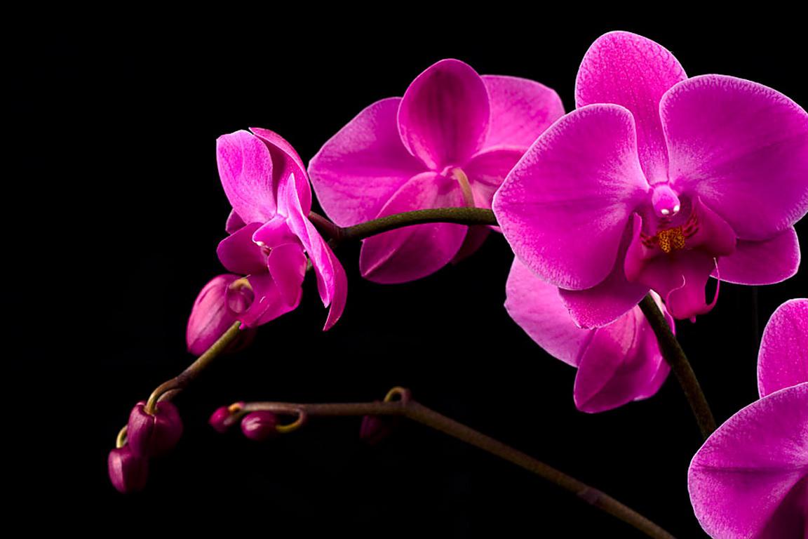 Pink Orchid High Quality And Resolution Wallpaper On