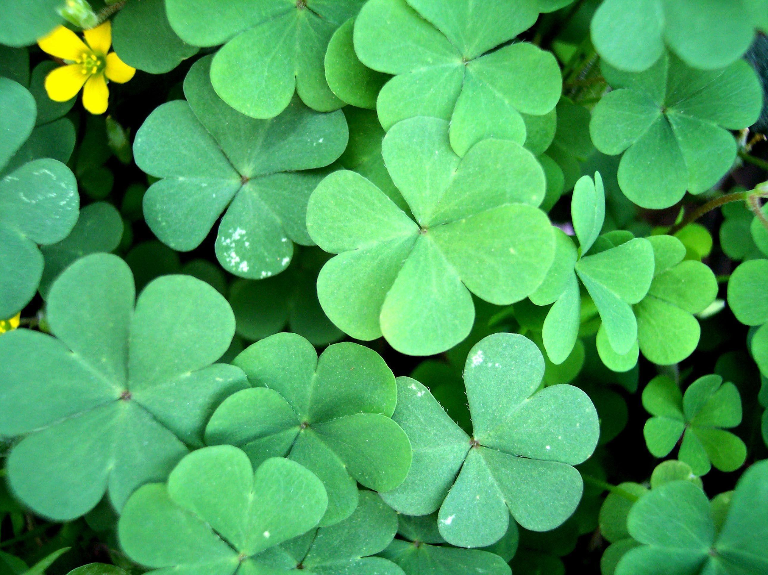 Android 4 Leaves Clover Wallpapers  Wallpaper Cave