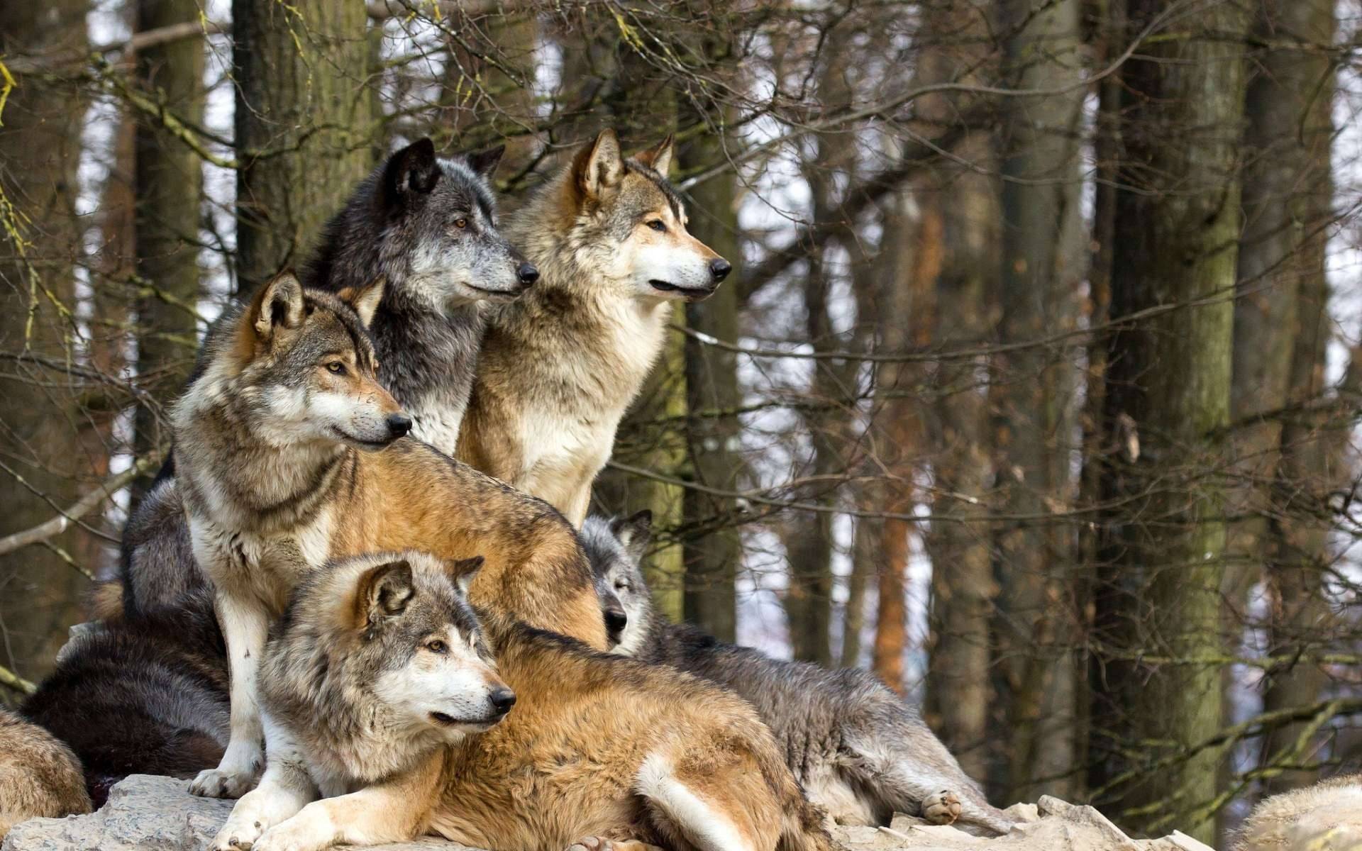 Family Of Wolves Also Known As A Pack Fit For Wallpaper