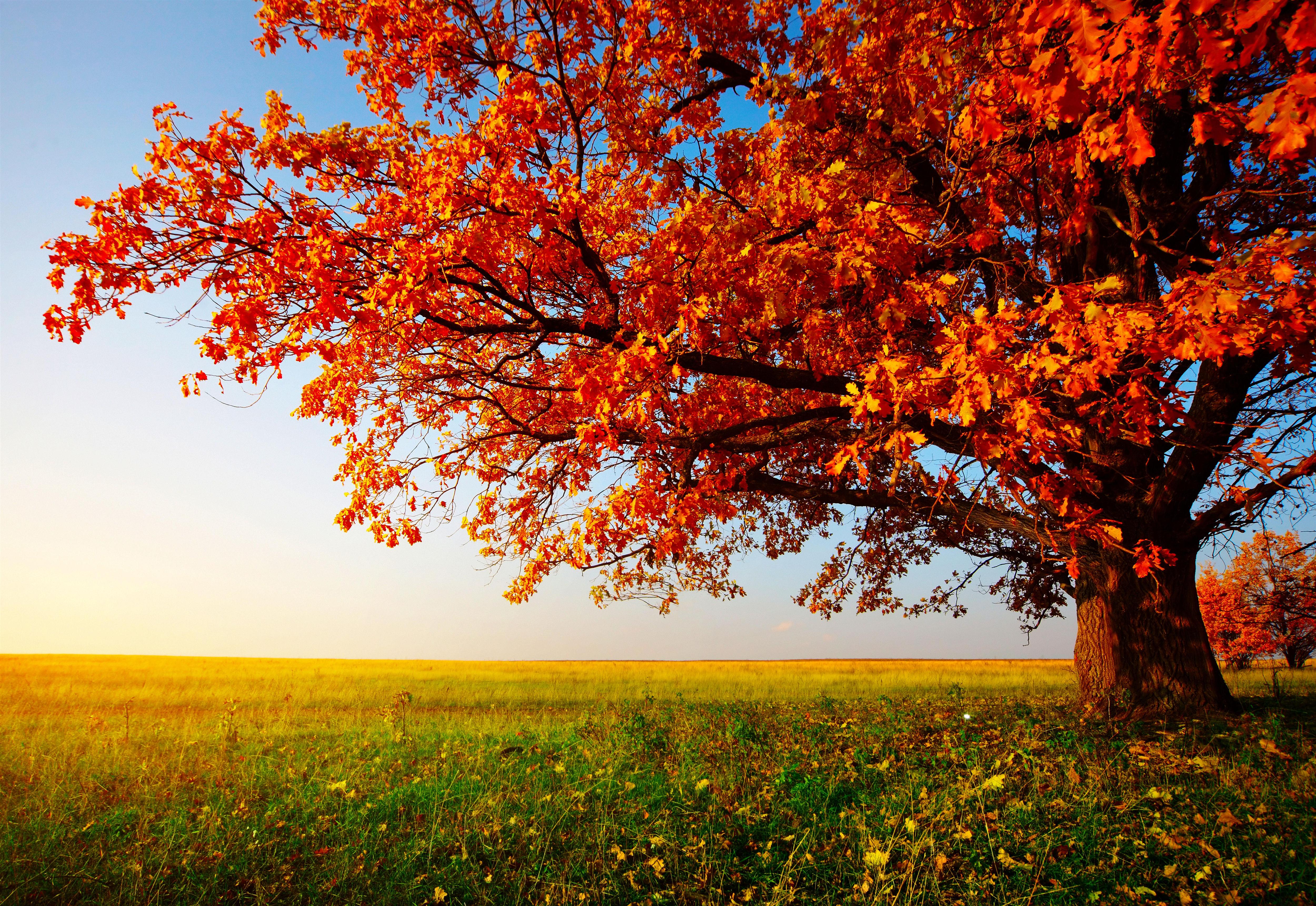 Free Download Autumn Trees Desktop Wallpaper 5000x3441 For Your