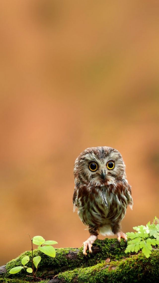 Free download Owls Iphone Wallpaper Pinterest [1131x1600] for your