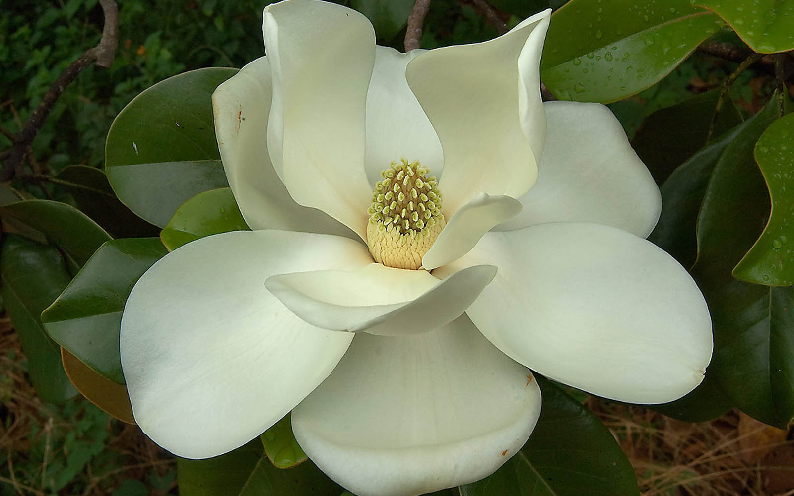 Flower Wallpaper Southern Magnolia Desktop