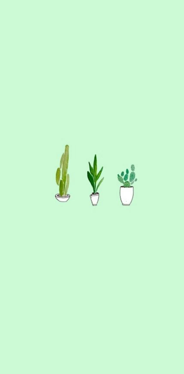 Mint Green Aesthetic Wallpaper