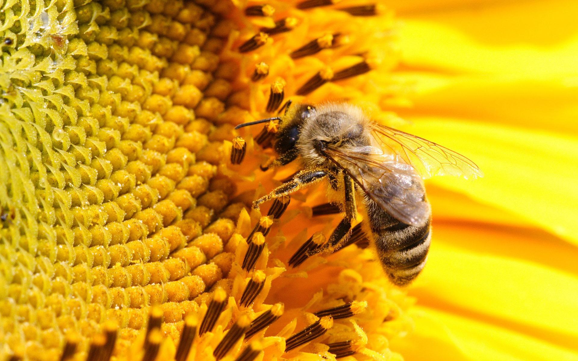 Bee On Sunflower X Macro Photography Miriadna