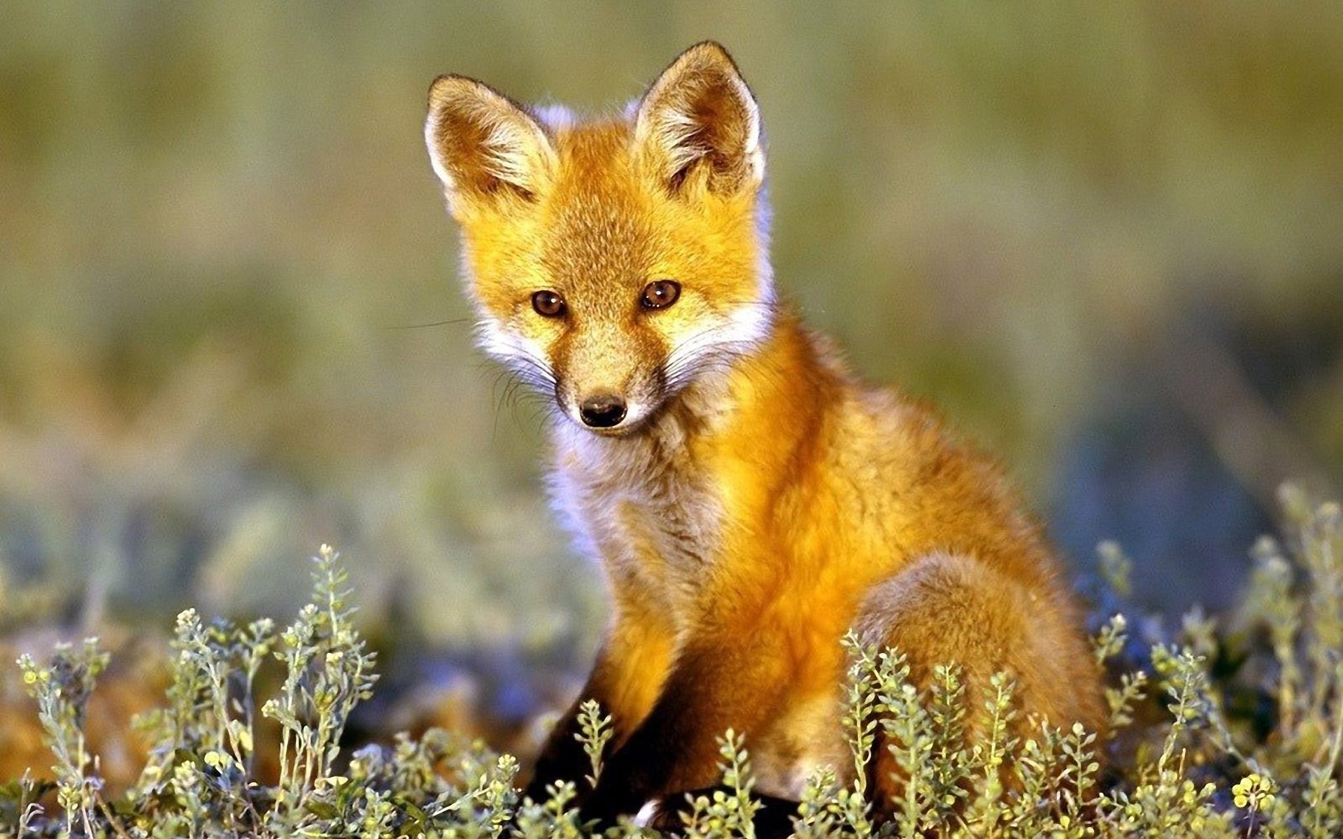 Animal Fox Wallpaper