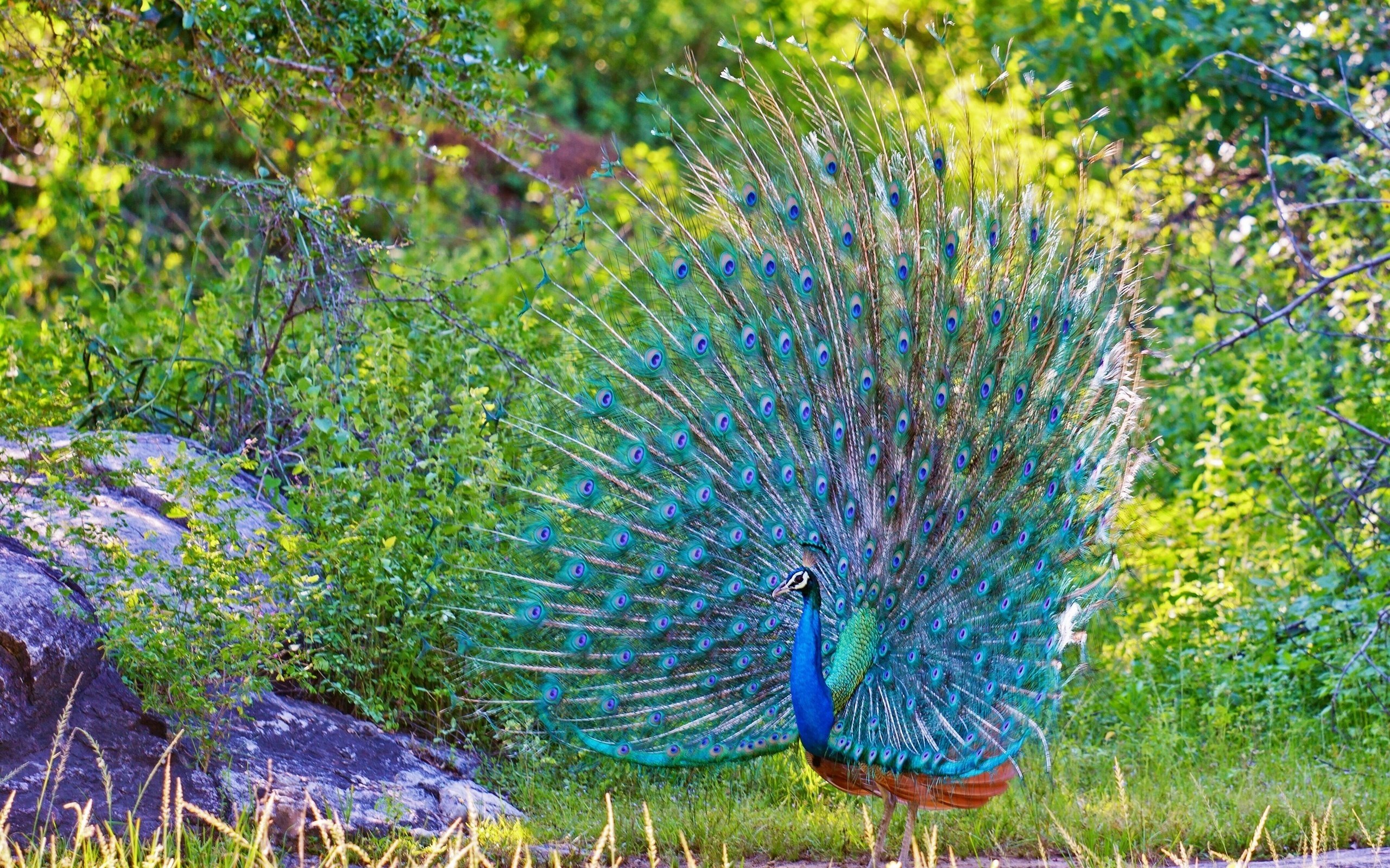 Peacock feathers plumage blue nature wallpaper 2560x1600 424494