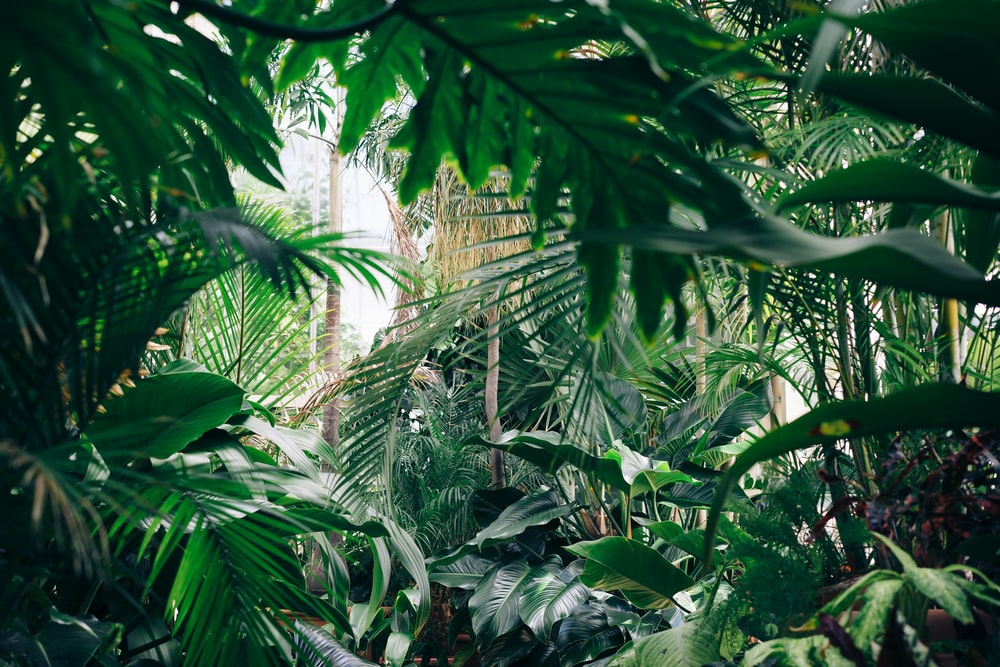 Jungle Background Image HD Background