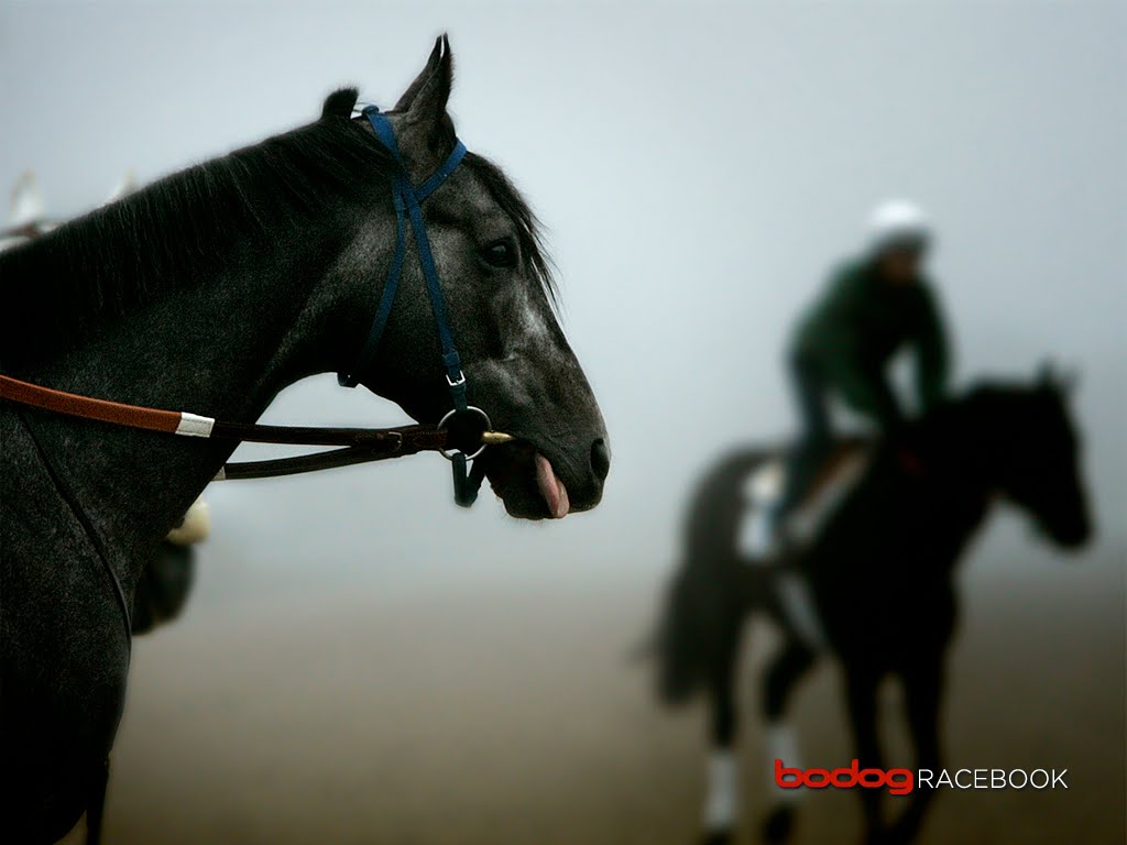 Racehorse Wallpaper PicsWallpapercom 1024x768