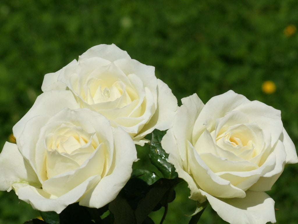 Beautiful White Flowers Wallpapers White roses wallpapers
