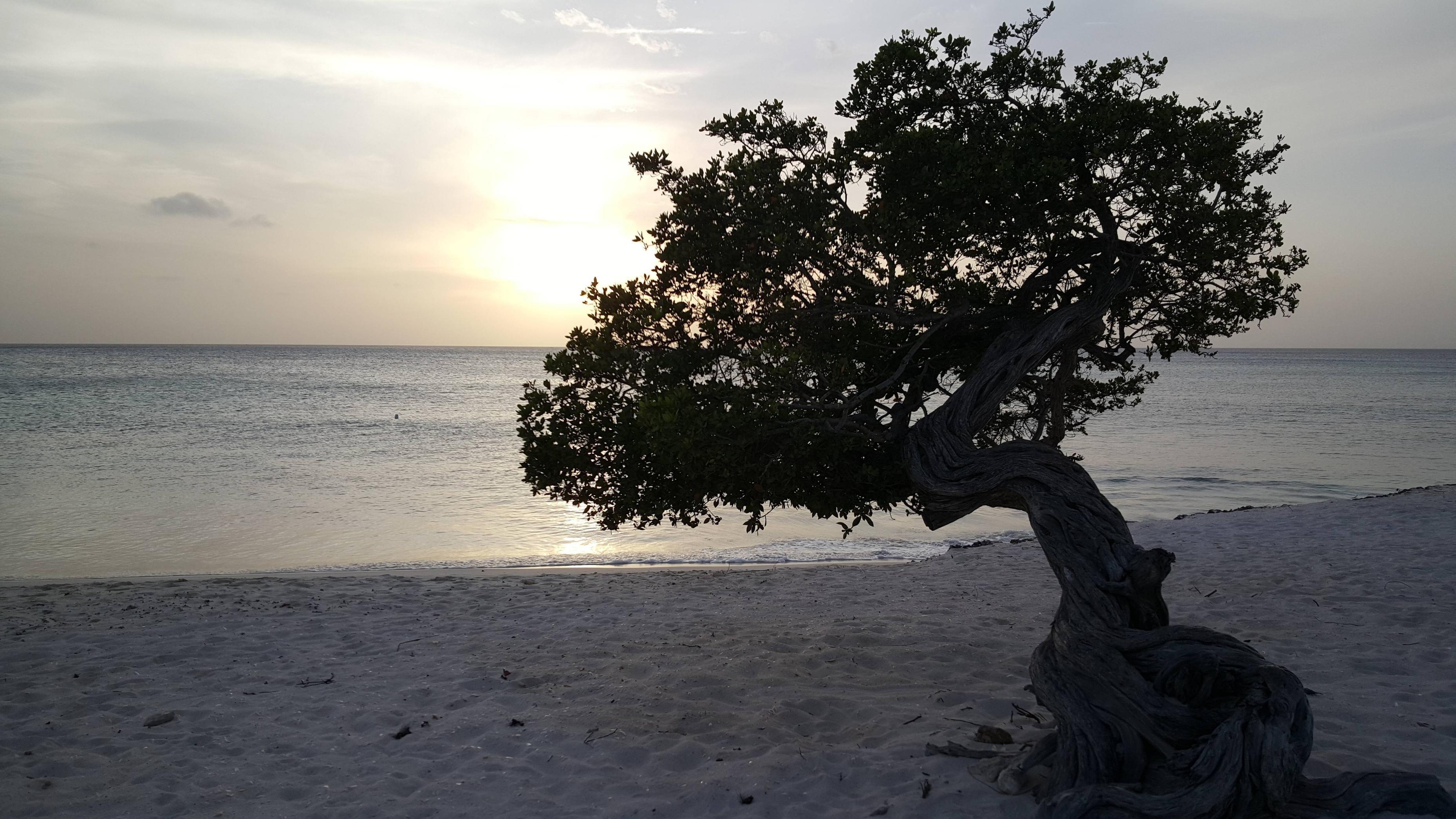 Divi Tree In Aruba HD Wallpaper