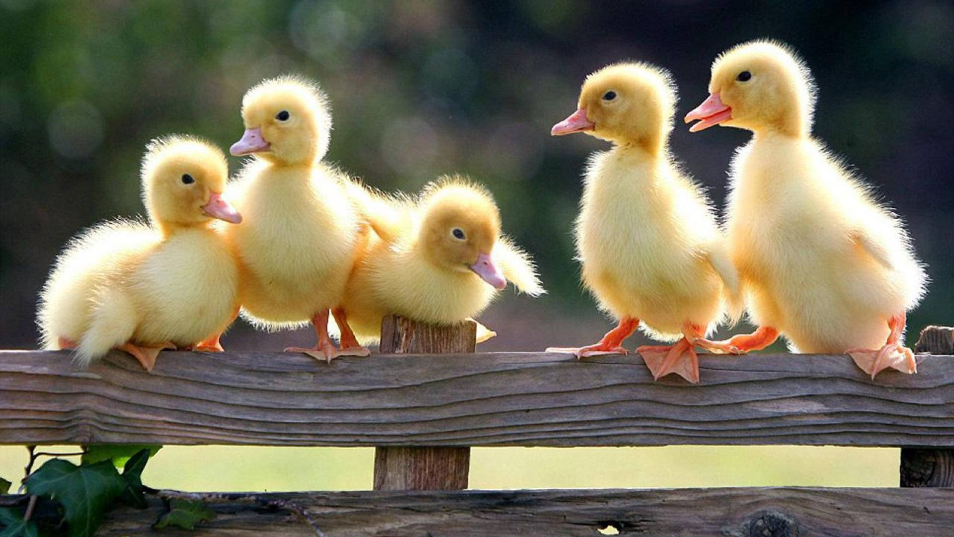 Five Baby Ducks Wneu8ev71wvb2zbv Wallpaper