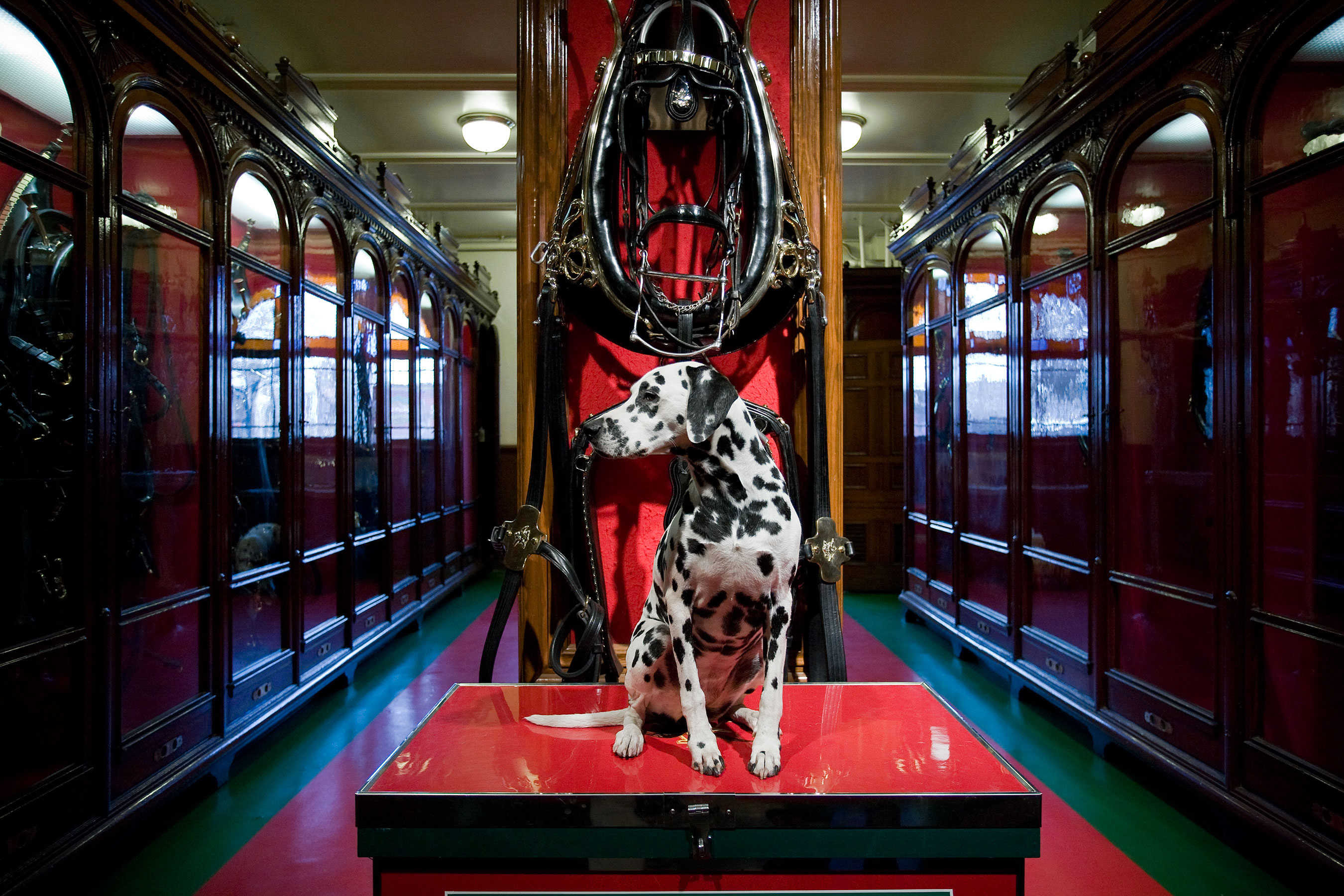 Displaying Image For Budweiser Clydesdales Wallpaper