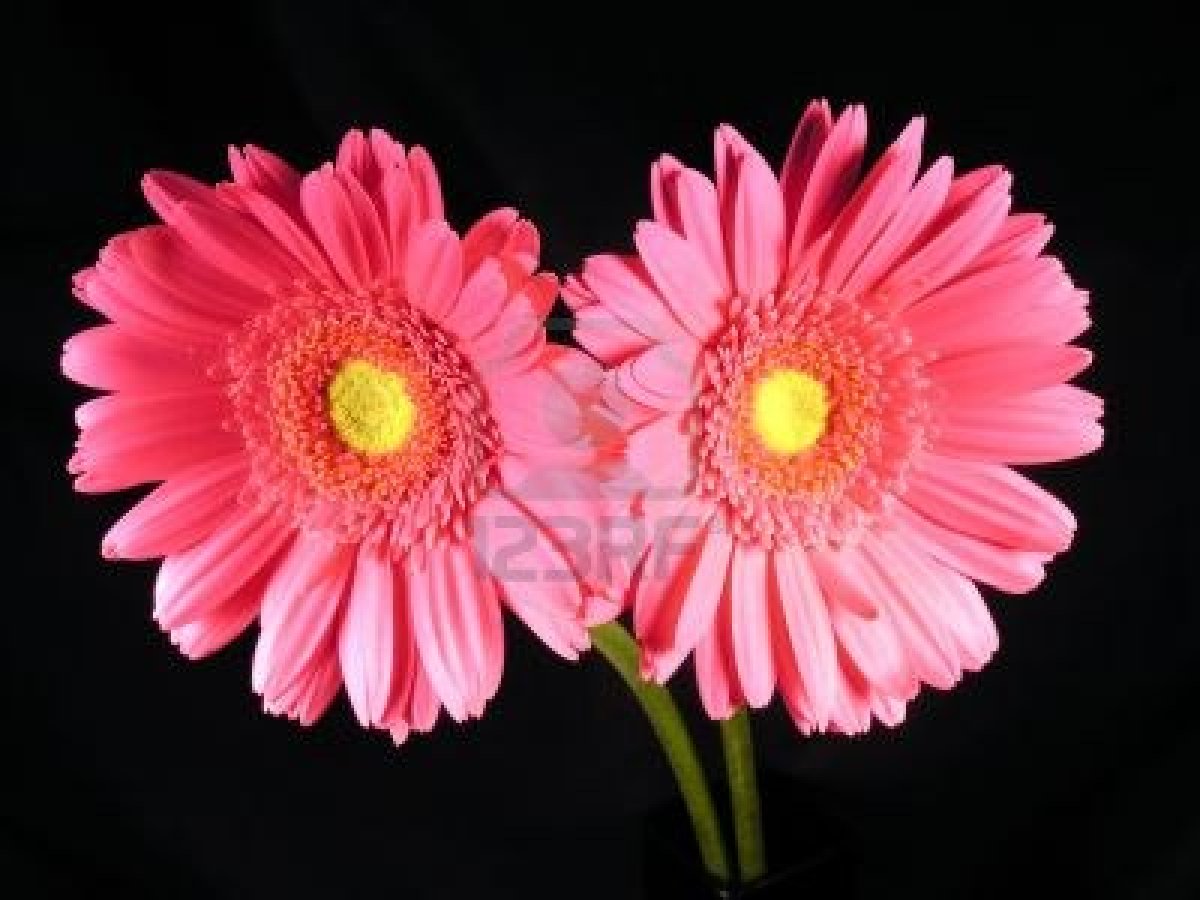 Collection Pink Gerber Daisy Background Famous Img