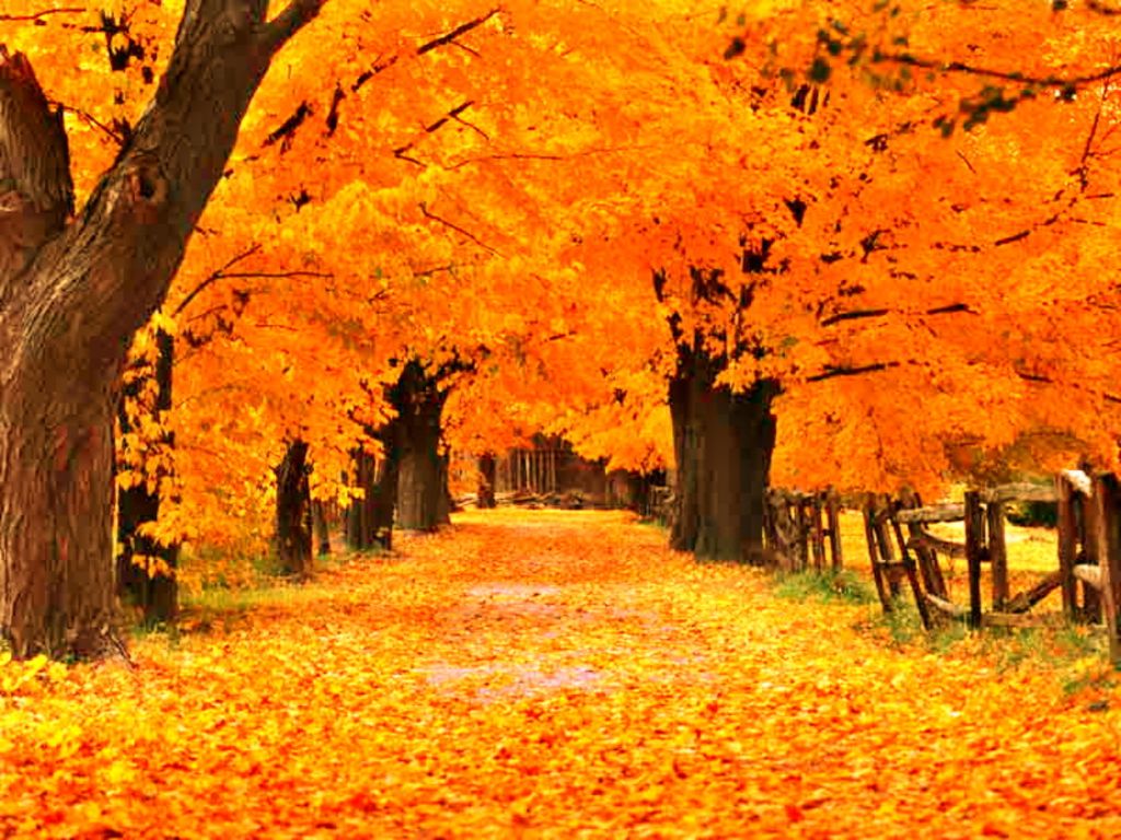 Fall Screensavers And Wallpaper The Gold Autumn