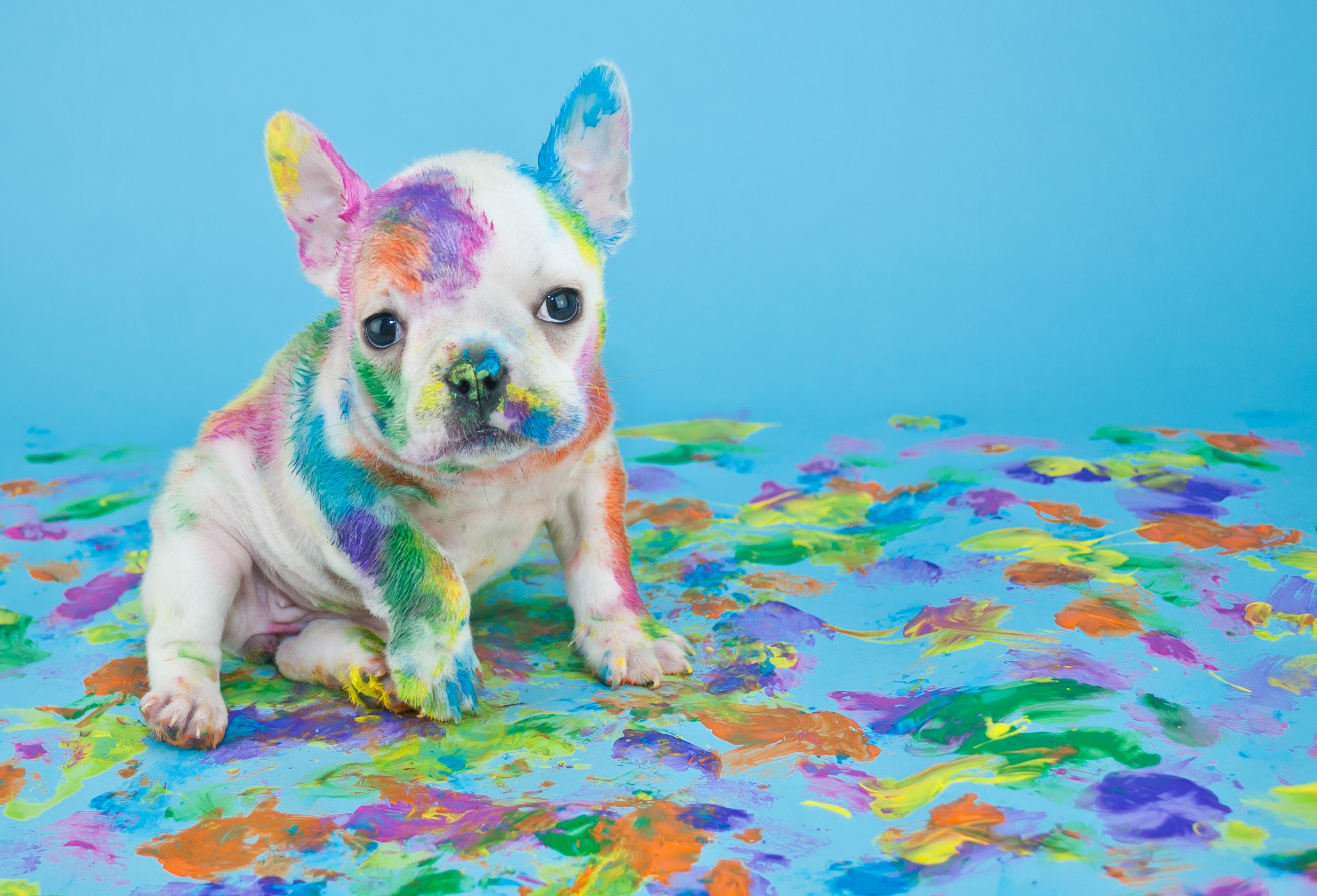 Colorful Dog Wallpapers on