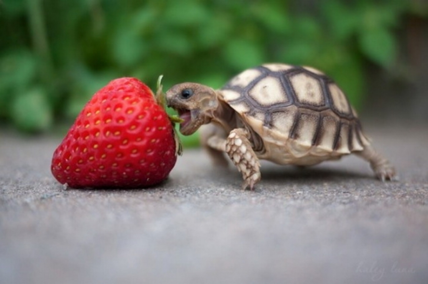 Baby Turtle Eats Strawberry Teh Cute Puppies Kittens