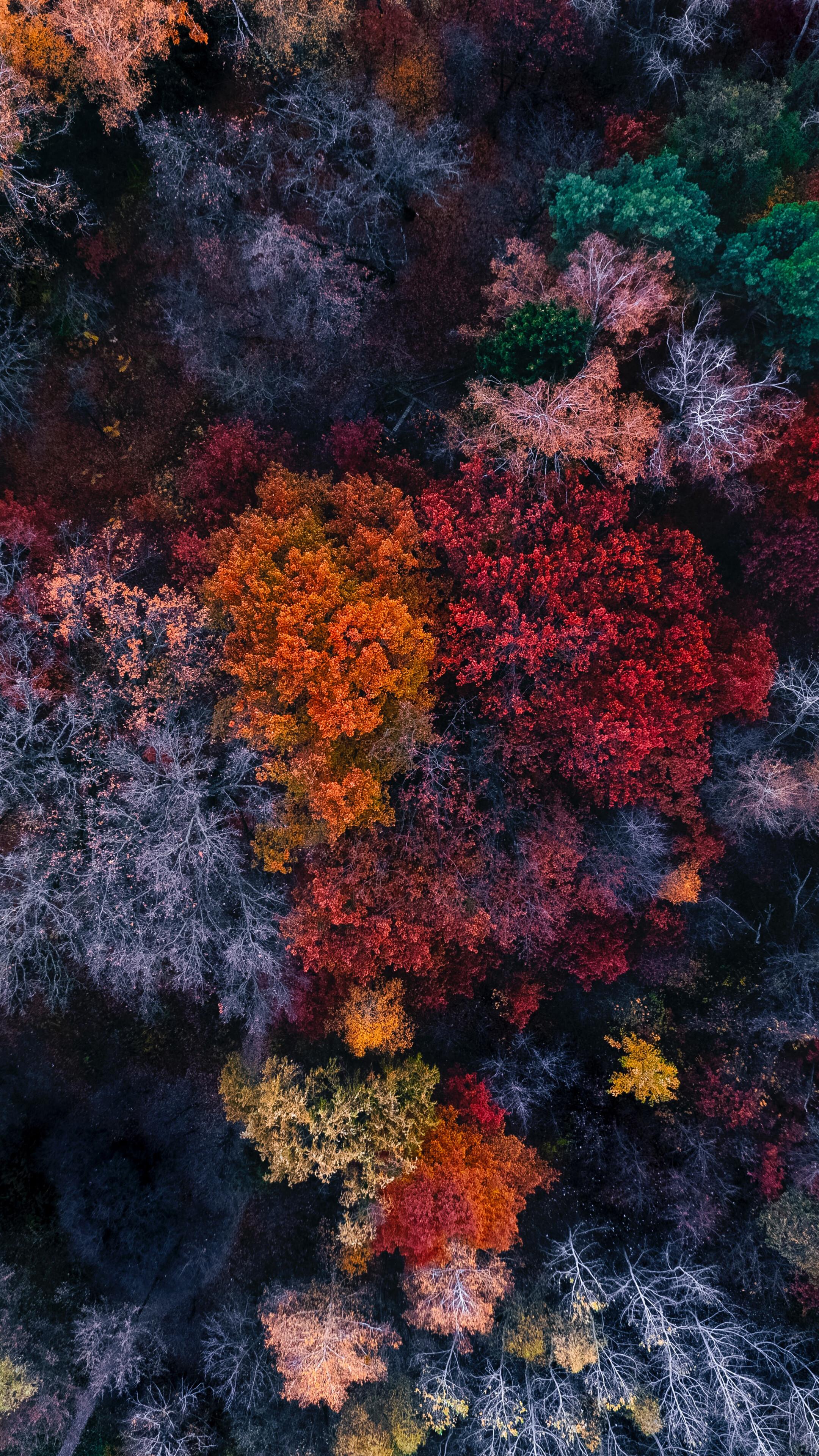 Autumn Colourful Trees Aerial Forest Nature 4k Wallpaper