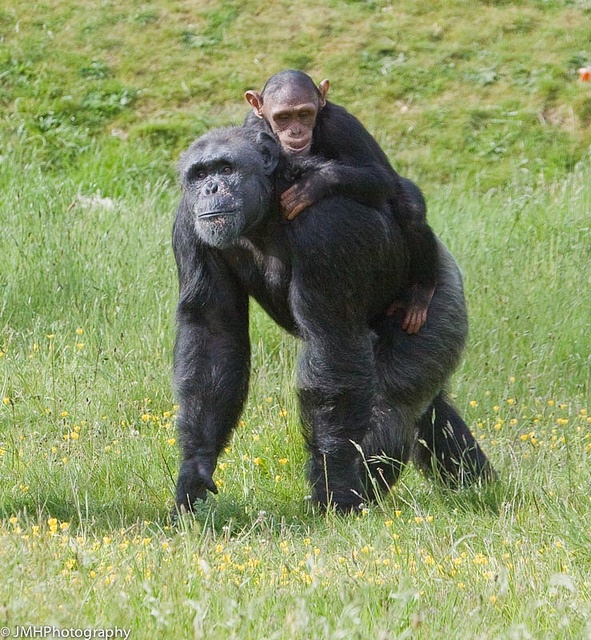 Best Image About Primates The Great Apes