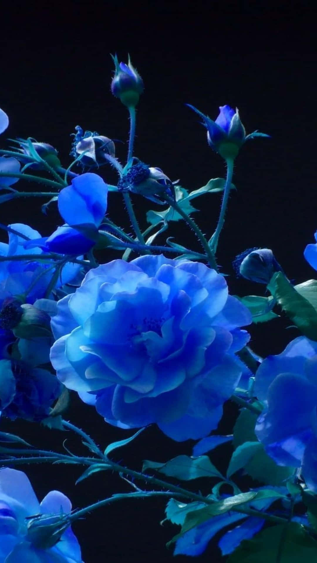 Dark Blue Rose Abstract Wallpaper