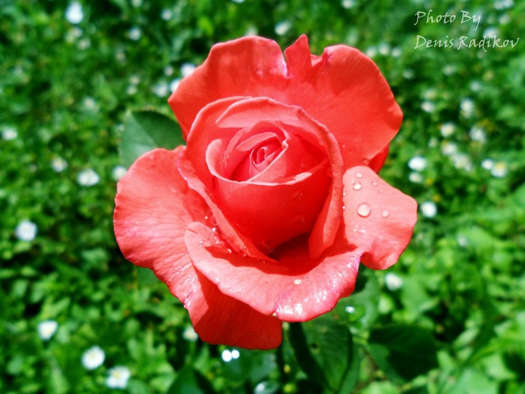 rose with water drops by 9207011401 on deviantart red rose with water