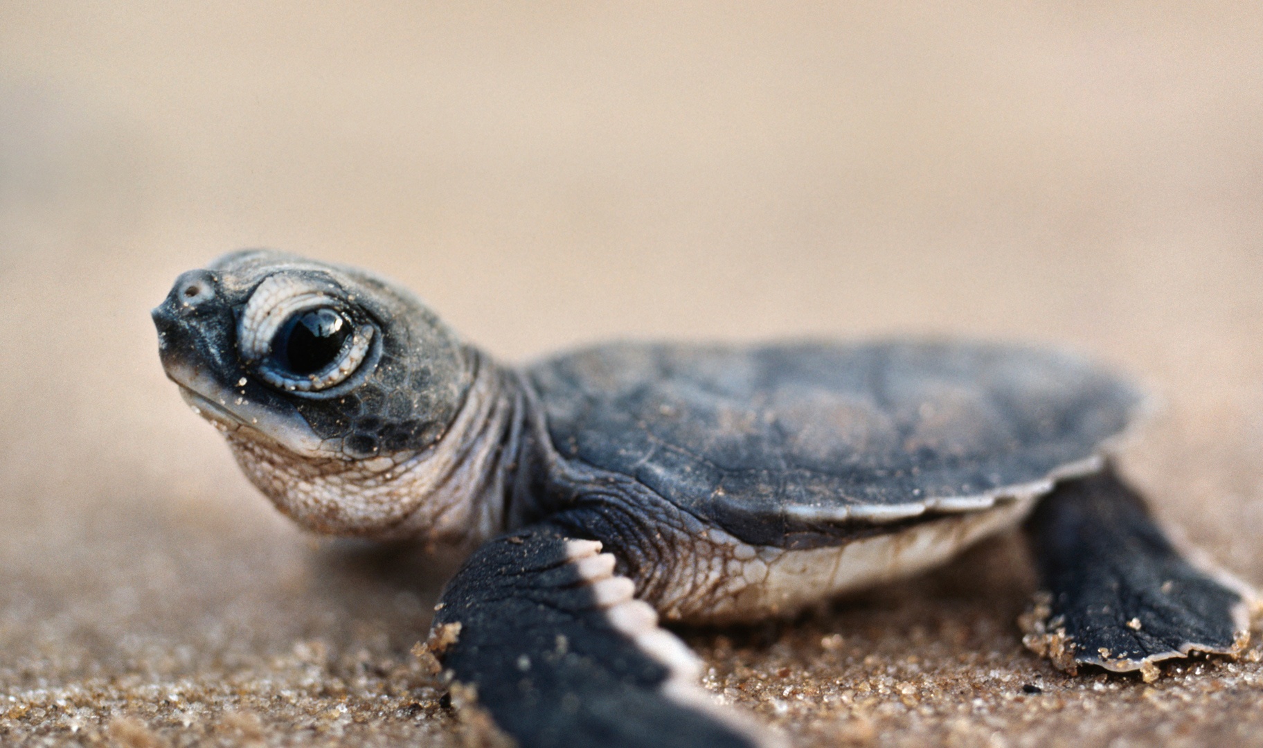 Baby Turtle Best Wallpaper