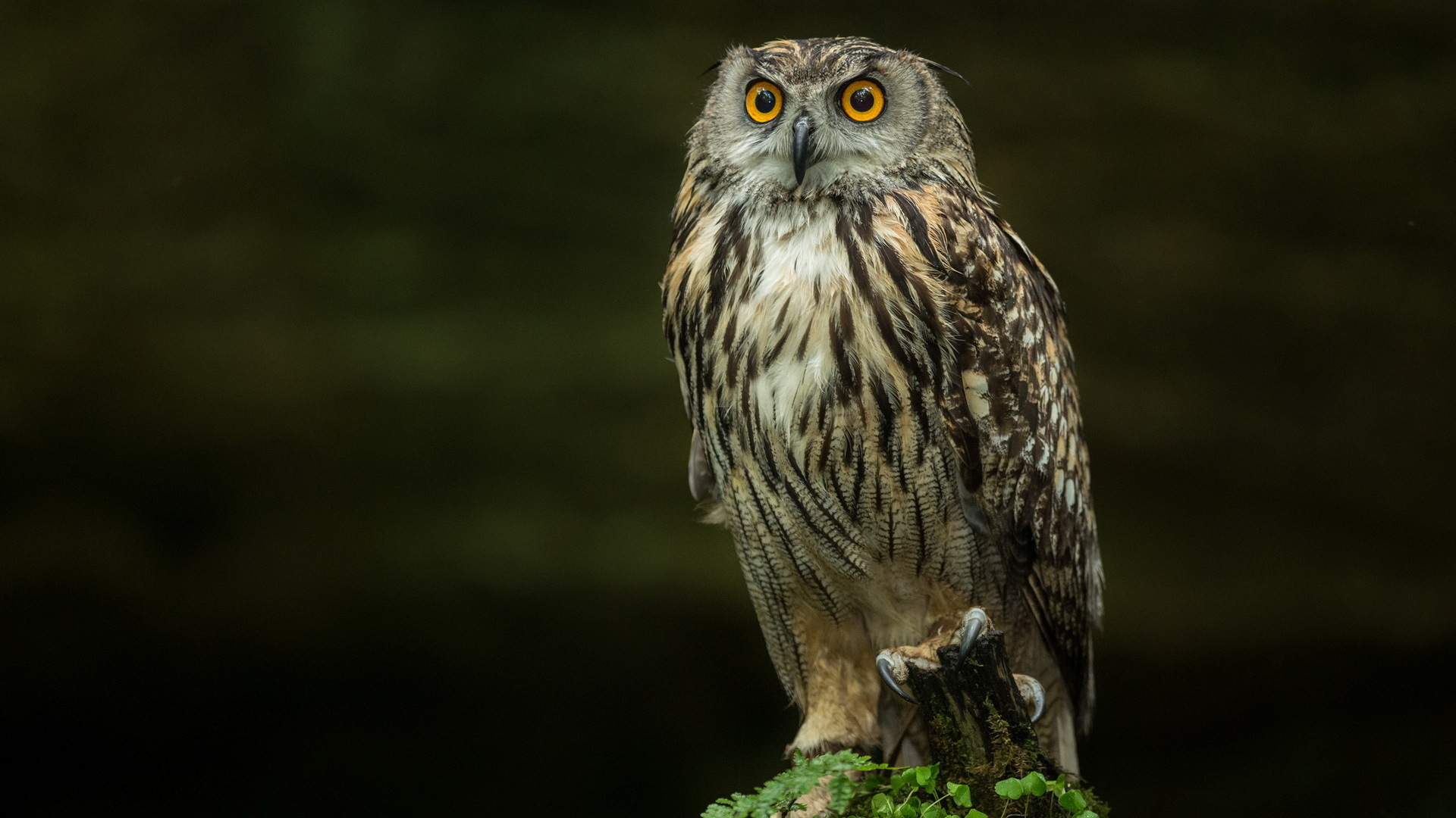 Pics Photos   Owl Hd Background Wallpapers