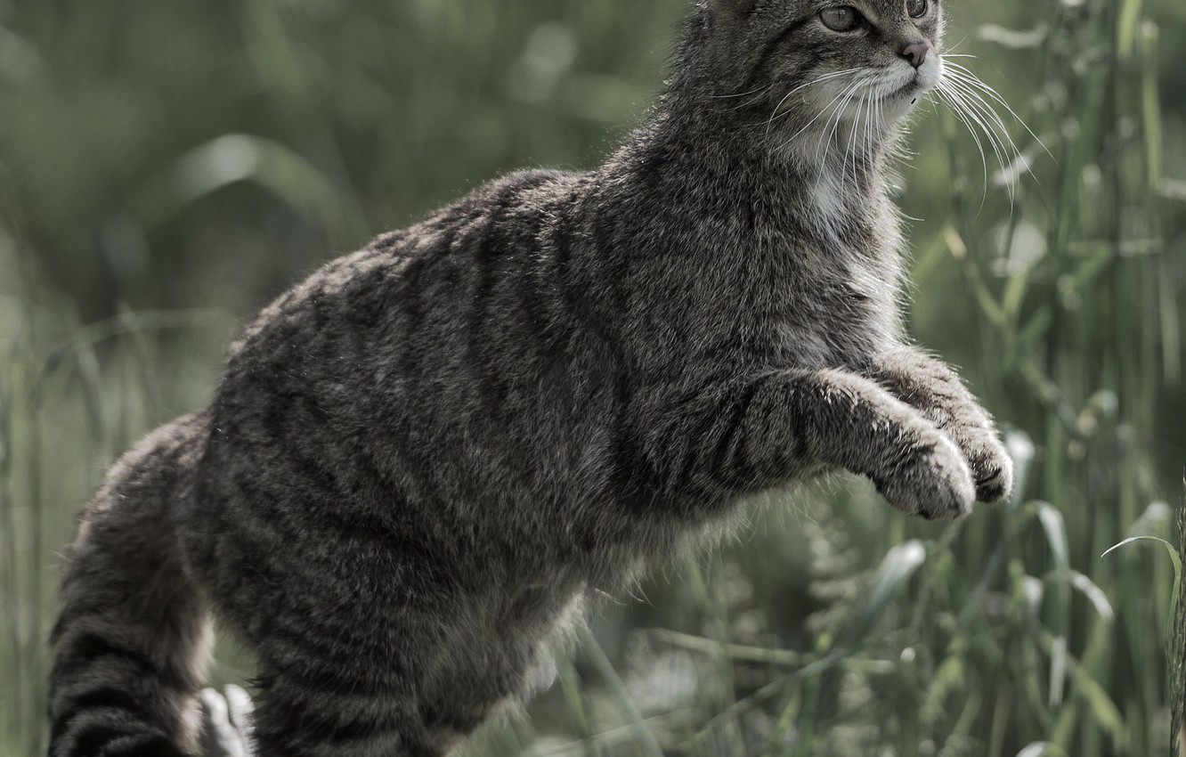 Wallpaper Cat Wild Forest Image For Desktop