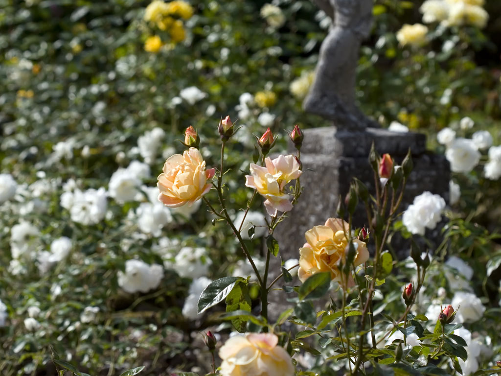 Desktop Background Of The Rose Garden At Whatton Gardens In