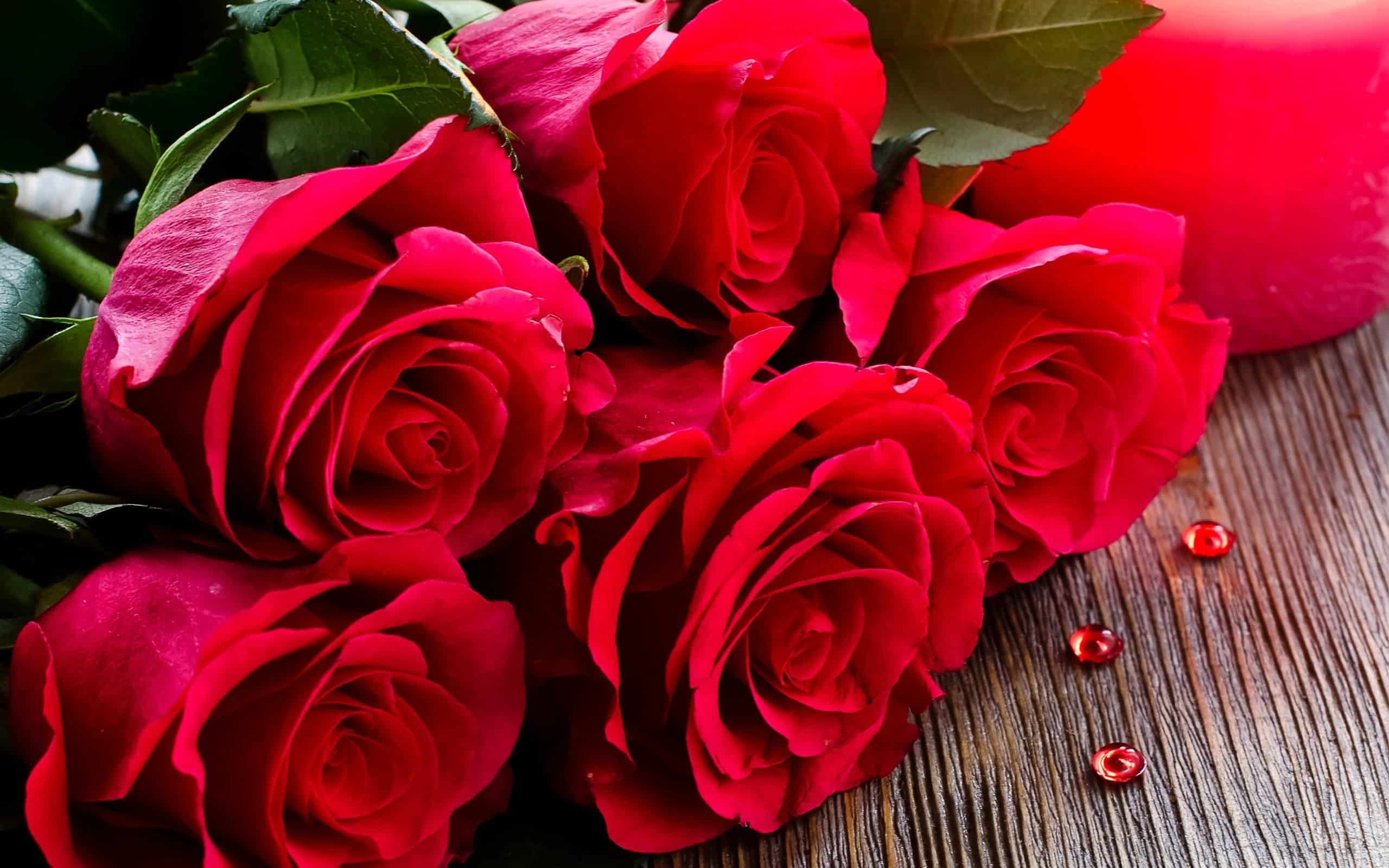 Red Rose Desktop Wallpaper Hd