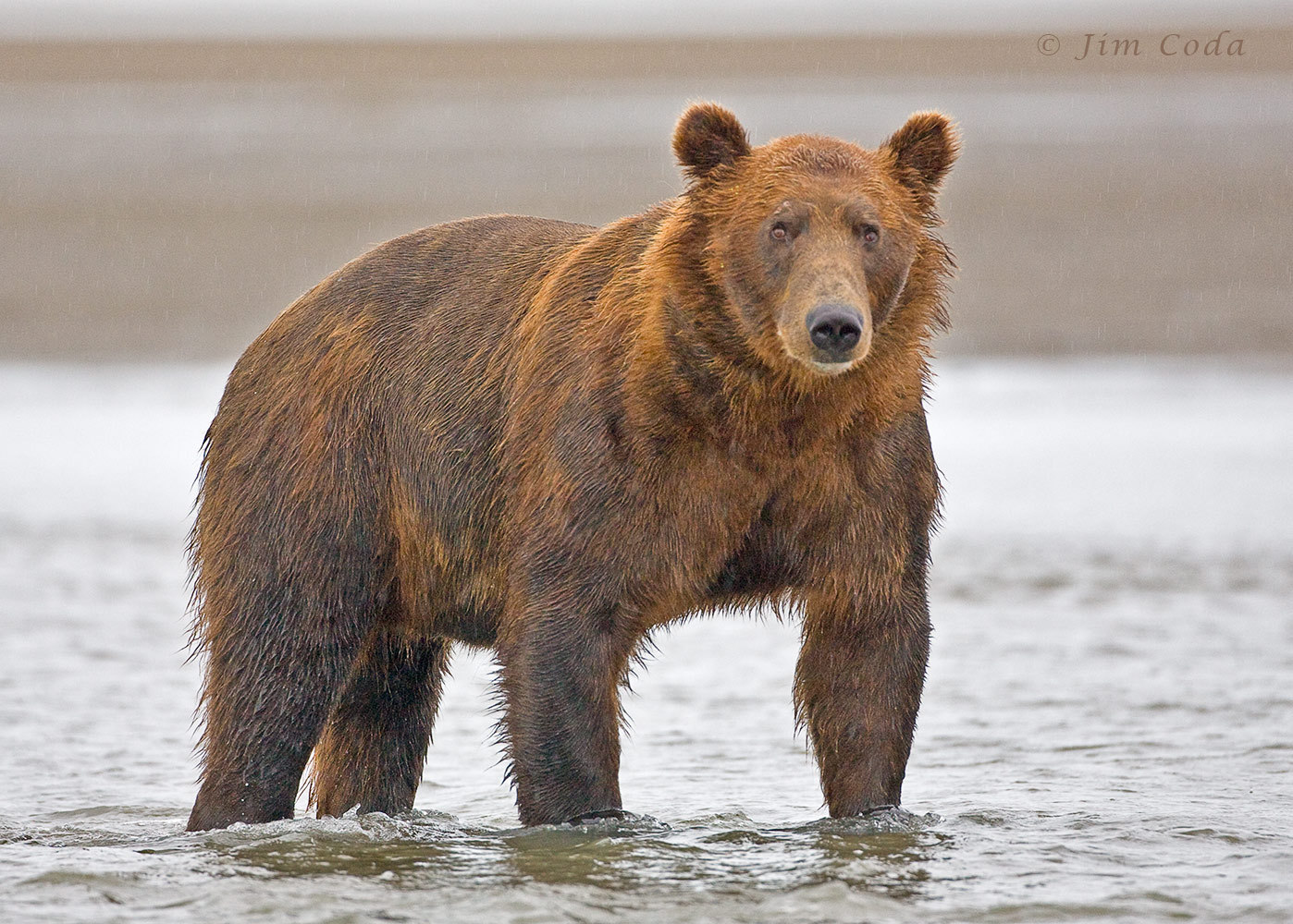 Brown Bear Cub Lake Clark National Park Alaska Image