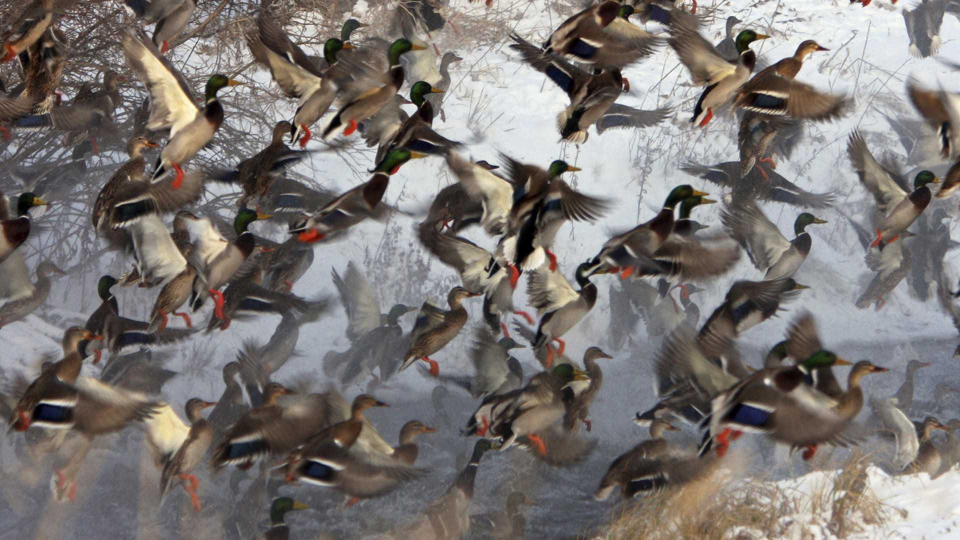 Duck Hunting Desktop Wallpaper Top