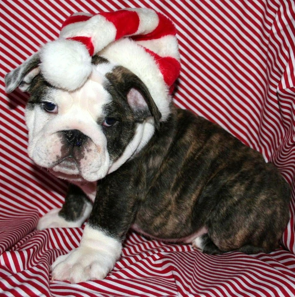 Christmas Bulldog In His Picture