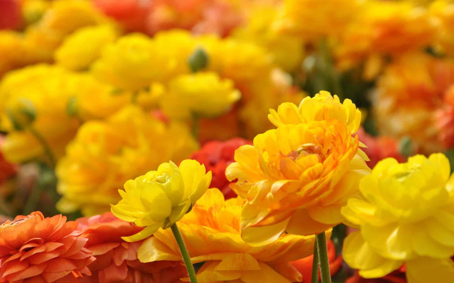 Desktop Flower HD Wallpaper