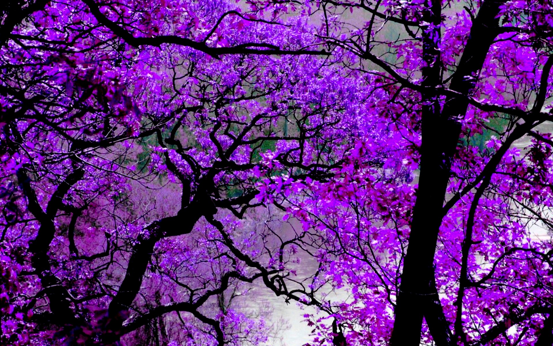 Purple Wallpaper Desktop